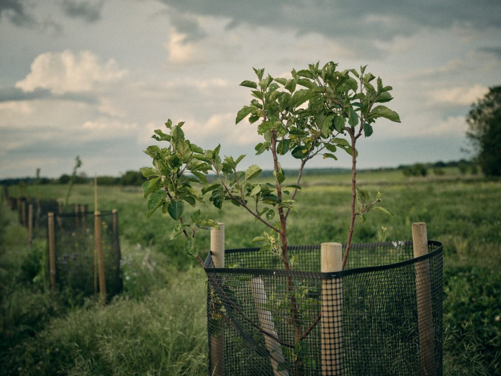 Apple tree with support and protection