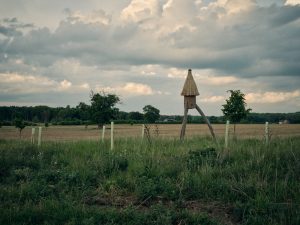 Rocket hive for wild bees at Hall Farm