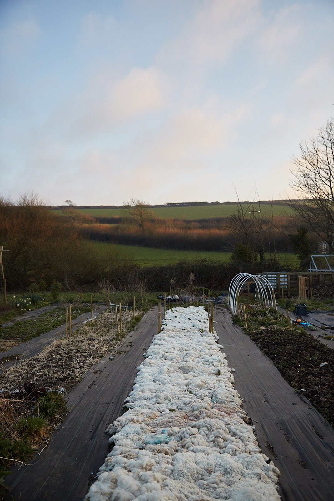 Crops covered with wool in winter