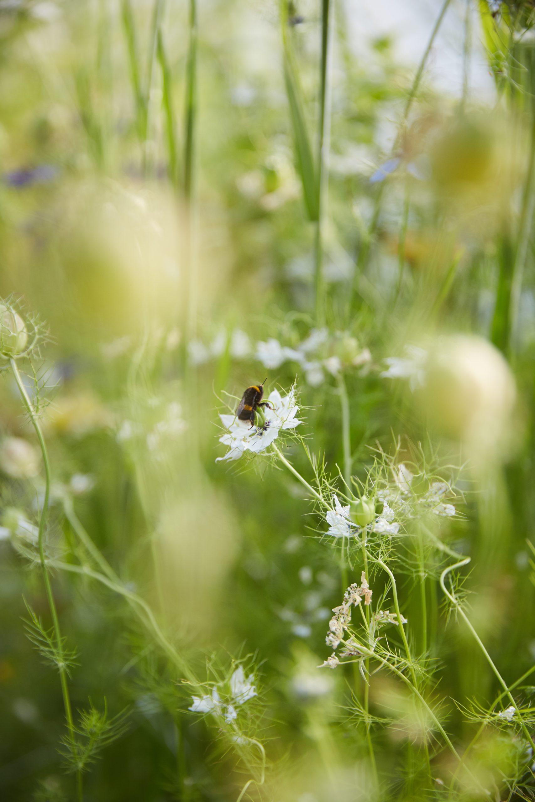 White Nigella flower