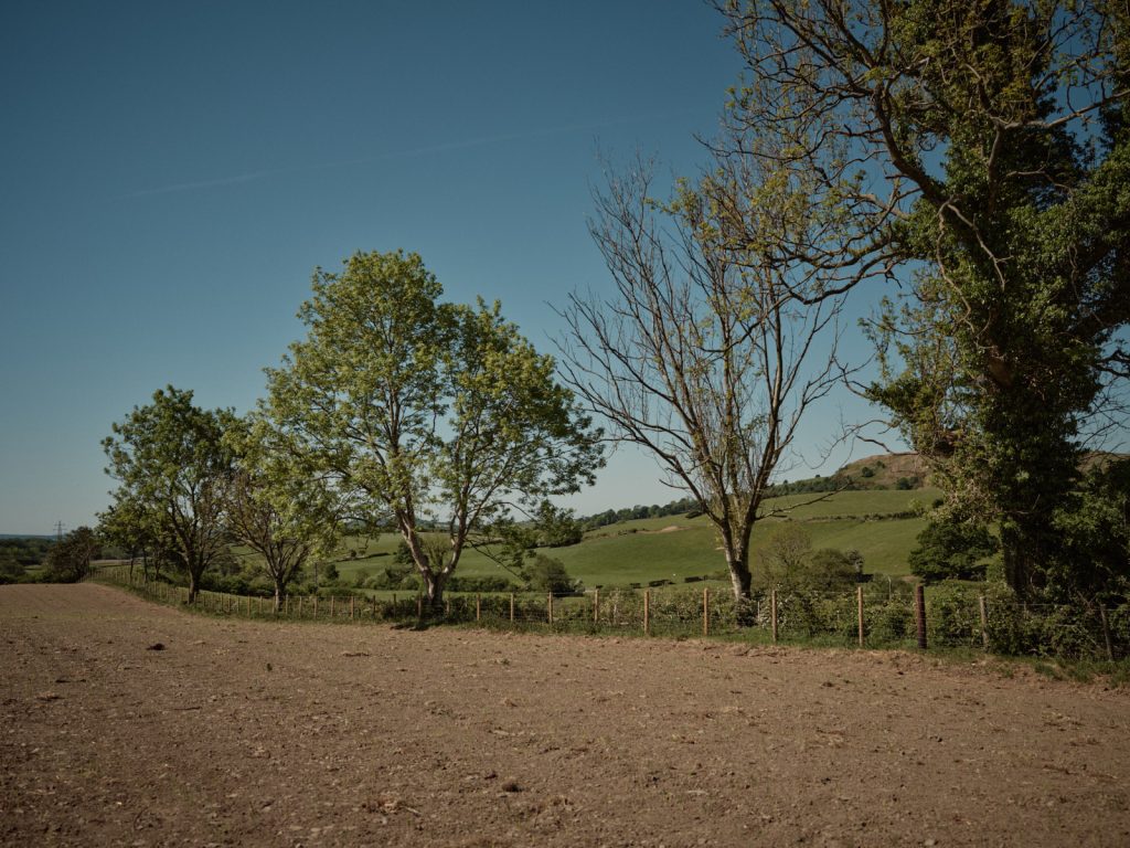 Signs of ash dieback on Strickley Farm