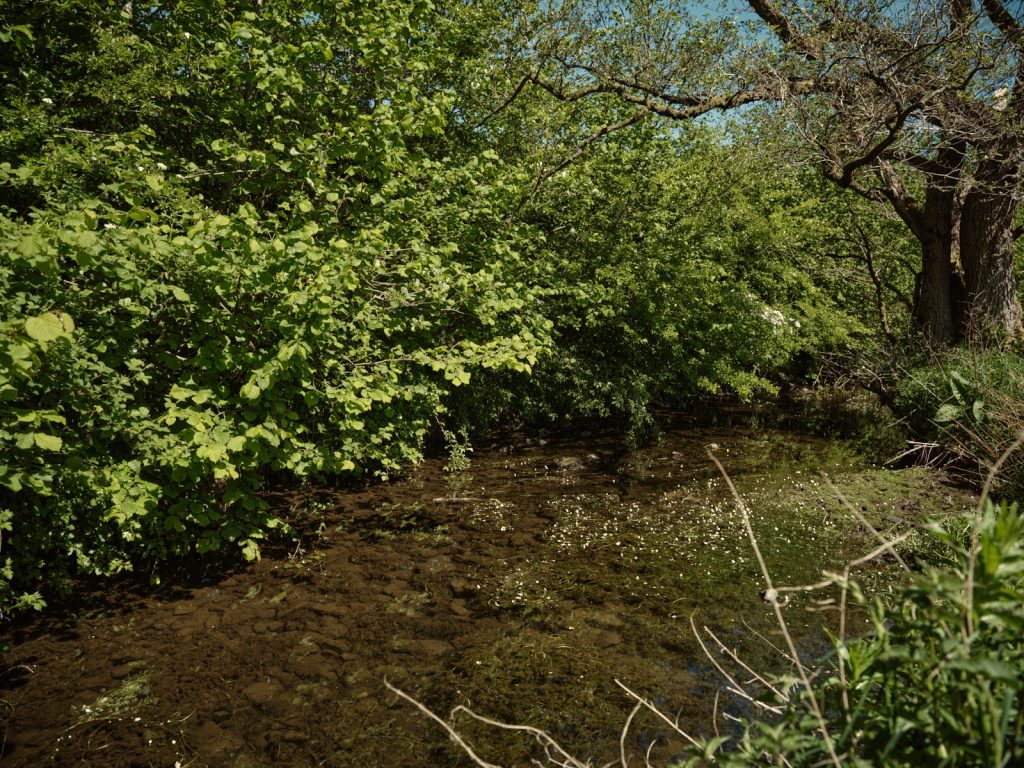 Trees providing shade and temperature control of the beck water at Strickley Farm