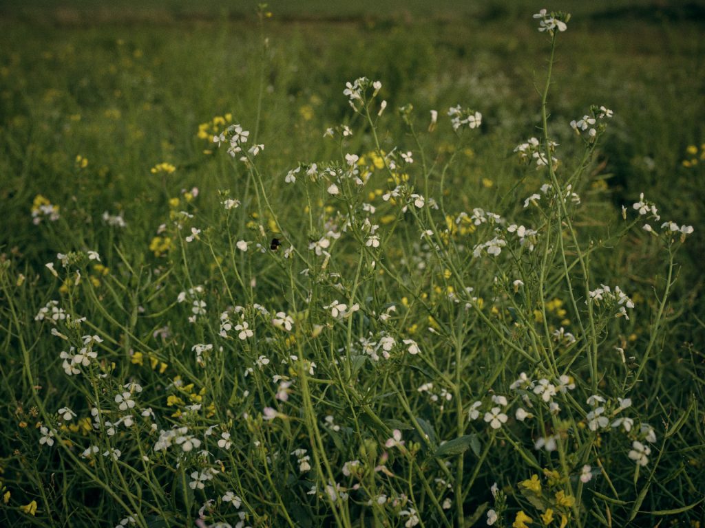 Bee on crops at Hall Farm