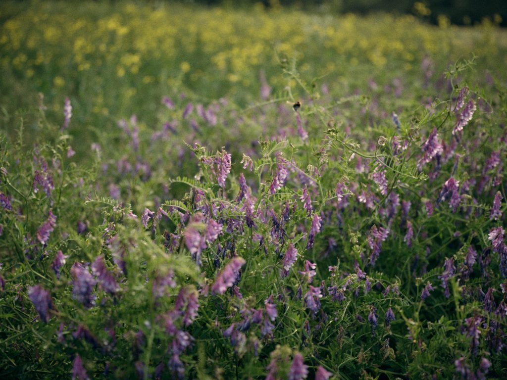 Bee, vetch and oilseed rape