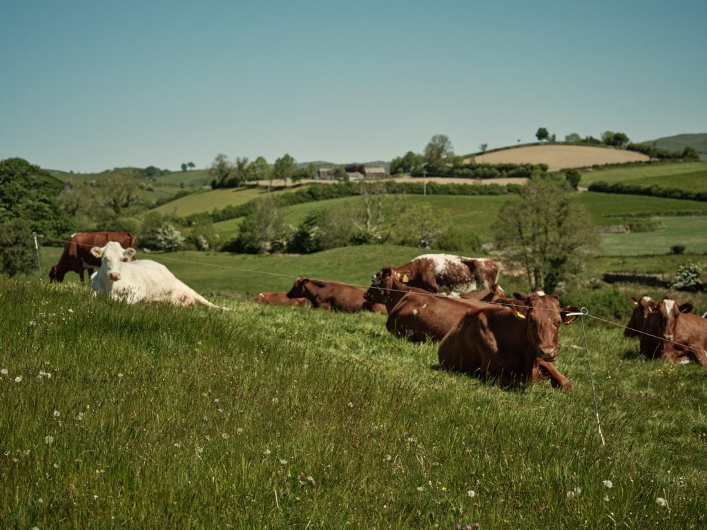 Rotational grazing at Strickley Farm