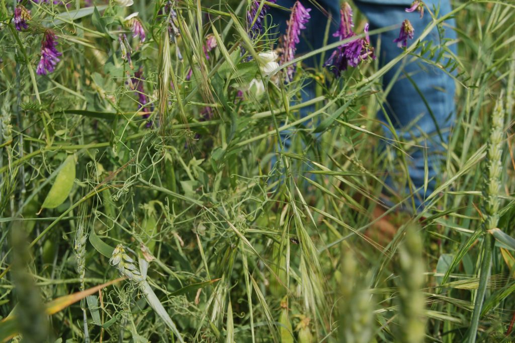 Cereals provide a scaffold for peas to climb