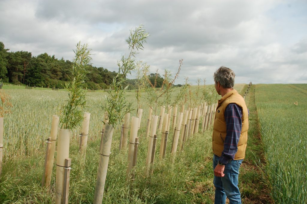 The willows on Hall Farm