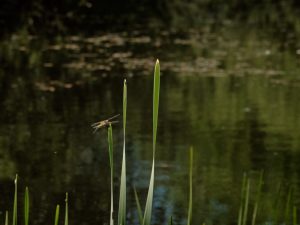 Dragonfly on the pond