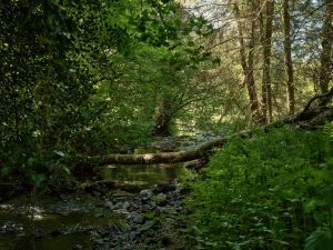 Fallen tree supporting water life