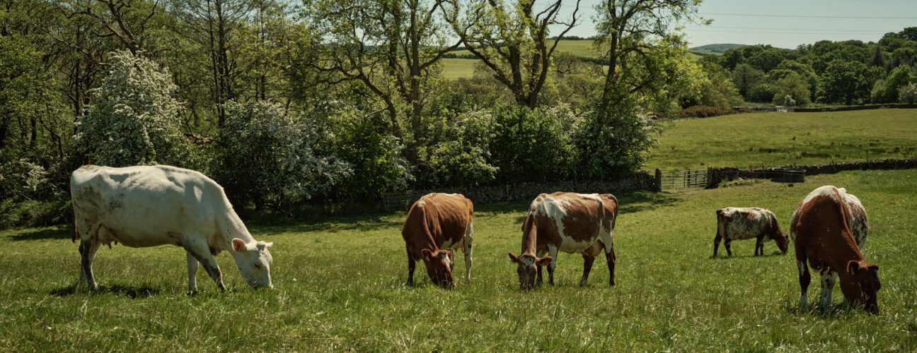 Grazing cattle