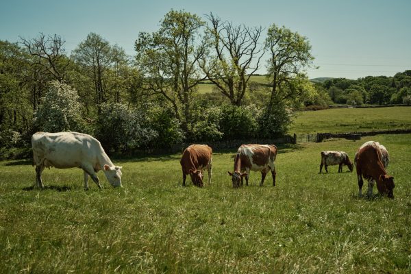 Grazing cattle