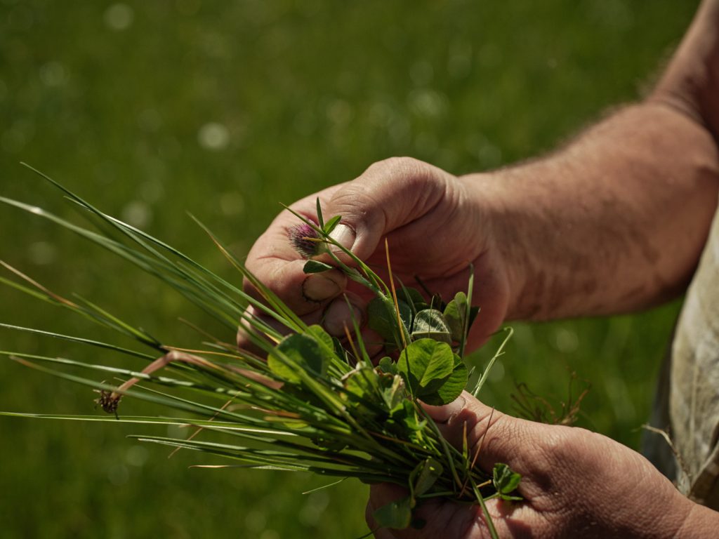 Herba ley - If a cow eats this it’s the equivalent of a Greek salad for us! 