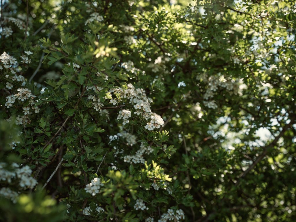 Hawthorn