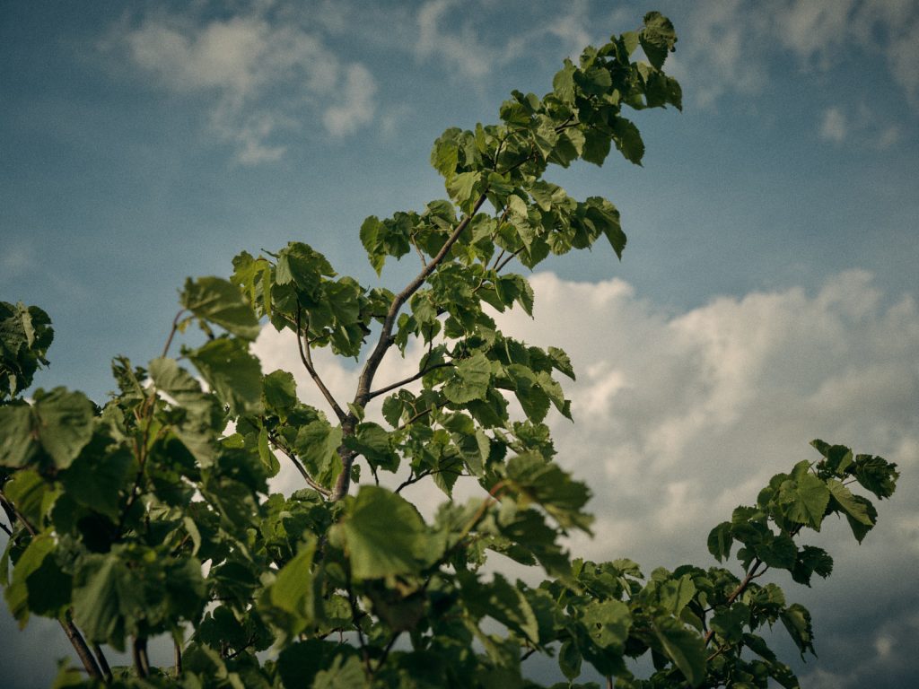 Hazel on Hall Farm