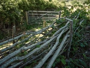 Hedgelaying