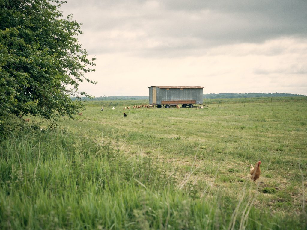 Hens at Hall Farm