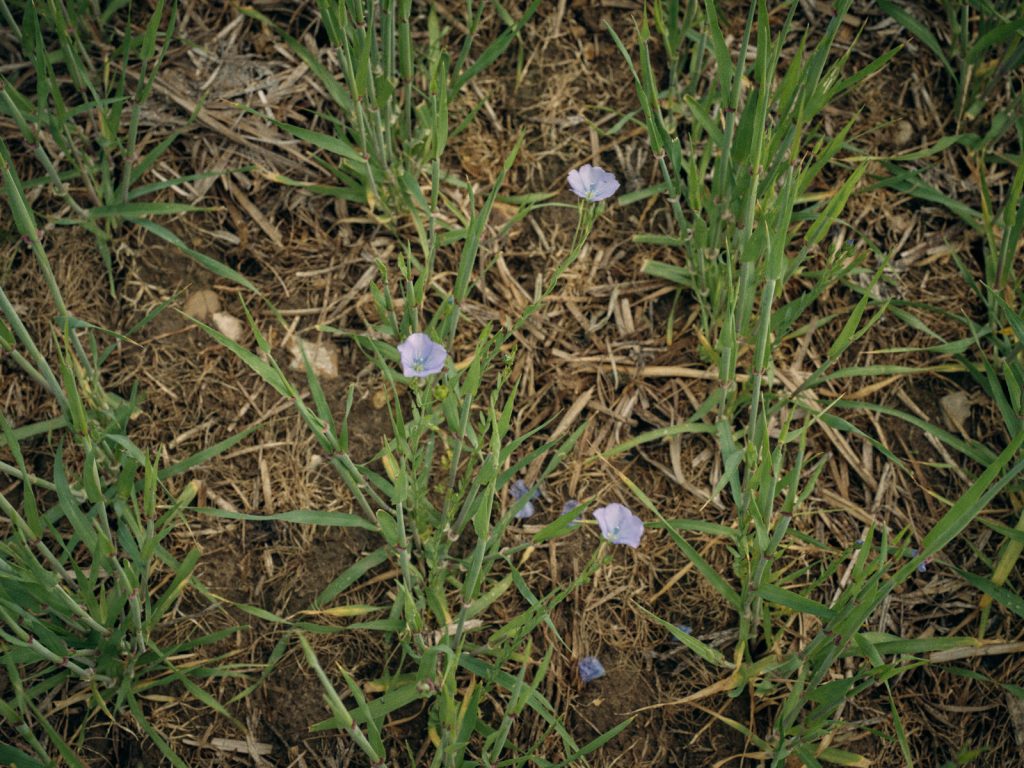 Wheat and linseed on Hall Farm