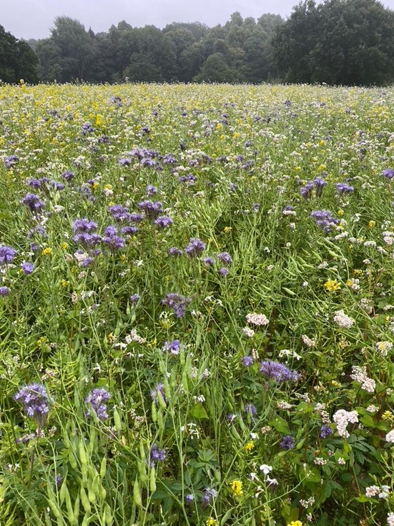 Multi species cover crop, taken August 2024