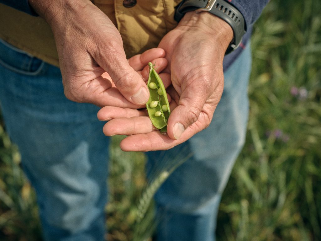James Bucher with peas grown in the silvoarable field at Hall Farm