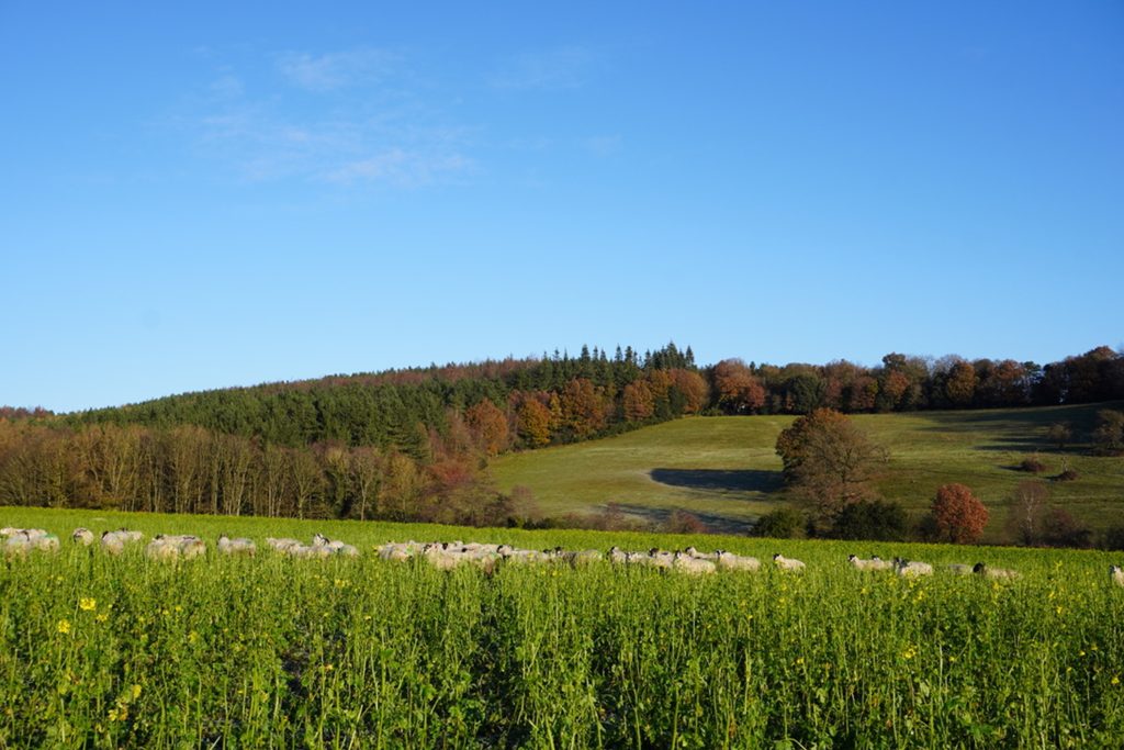 Sheep grazing a winter cover crop of brassicas in November 2023 at Denby Hall Farm. Courtesy of the Frasers