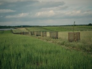 Trees and wheat