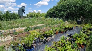 The tree nursery at FarmEco