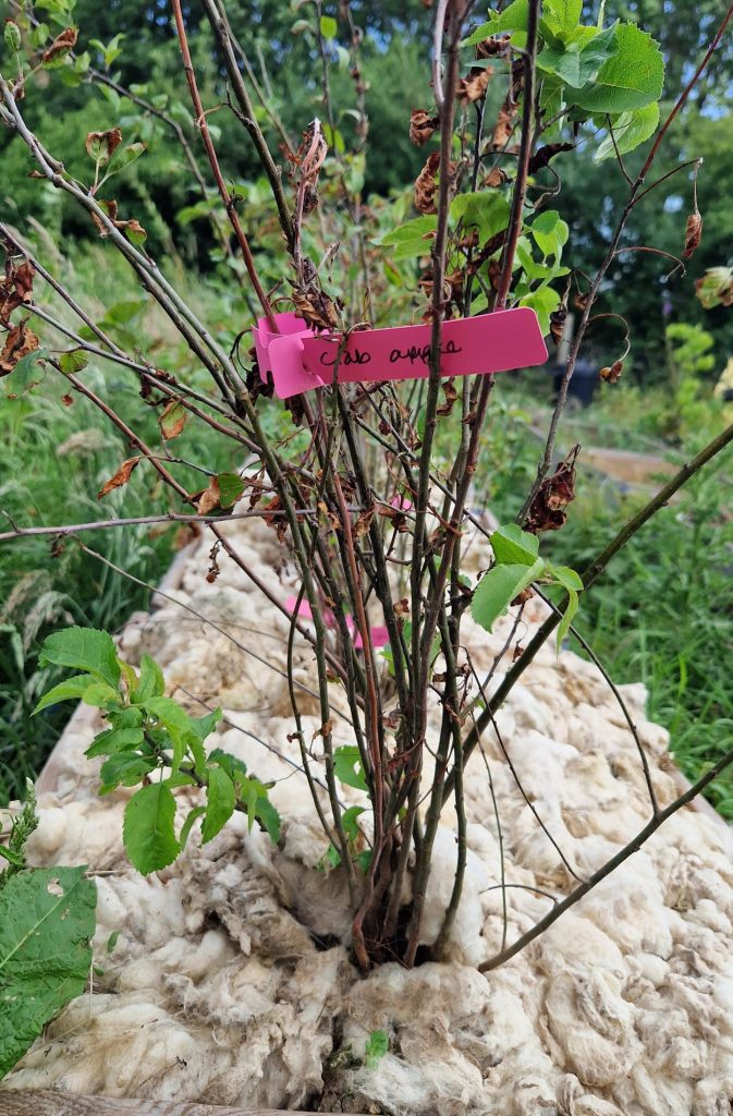A crab apple sapling insulated by sheep's wool