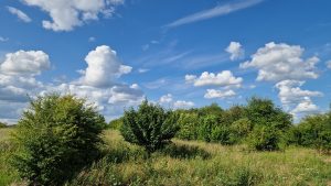 Trees and hedgerow at the border of a field