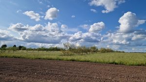 Fruit tree alleys behind an area of recently ploughed soil