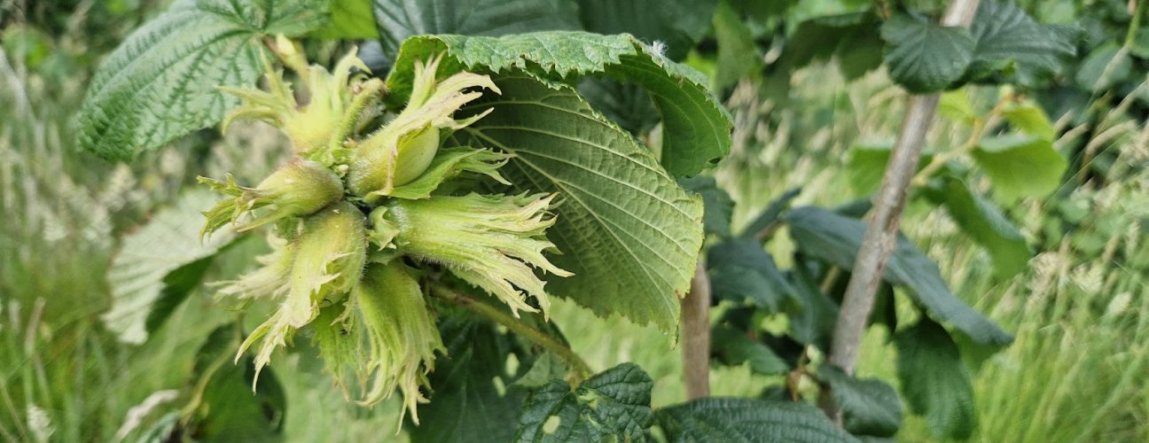 Cobnuts growing on a tree in June 