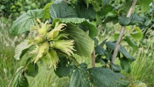 Cobnuts growing on a tree in June 