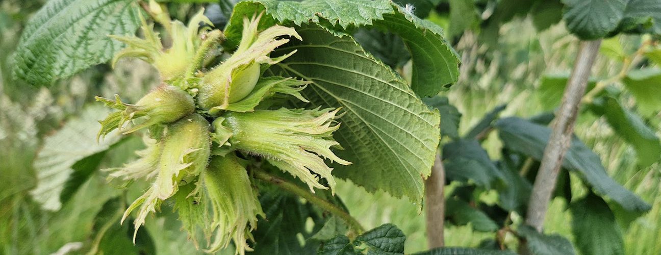 Hazelnuts at Home Farm, FarmEco Community Care Farm. Photo: Alice Farmery