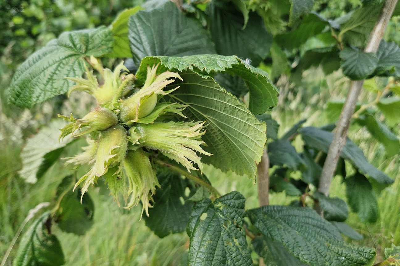 Hazelnuts on the tree