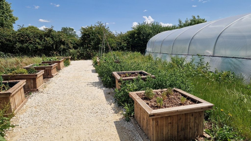 A pathways with planters either side and a polytunnel 