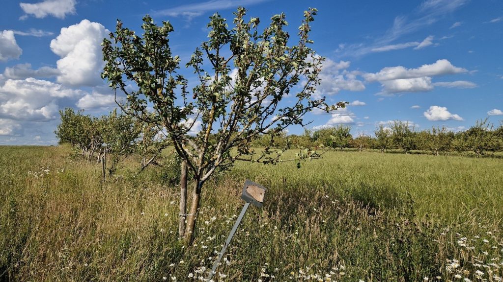 a row of apple trees in an arable field