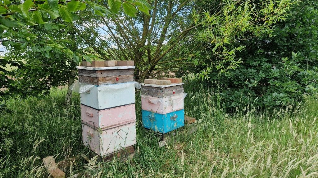 2 beehives between trees