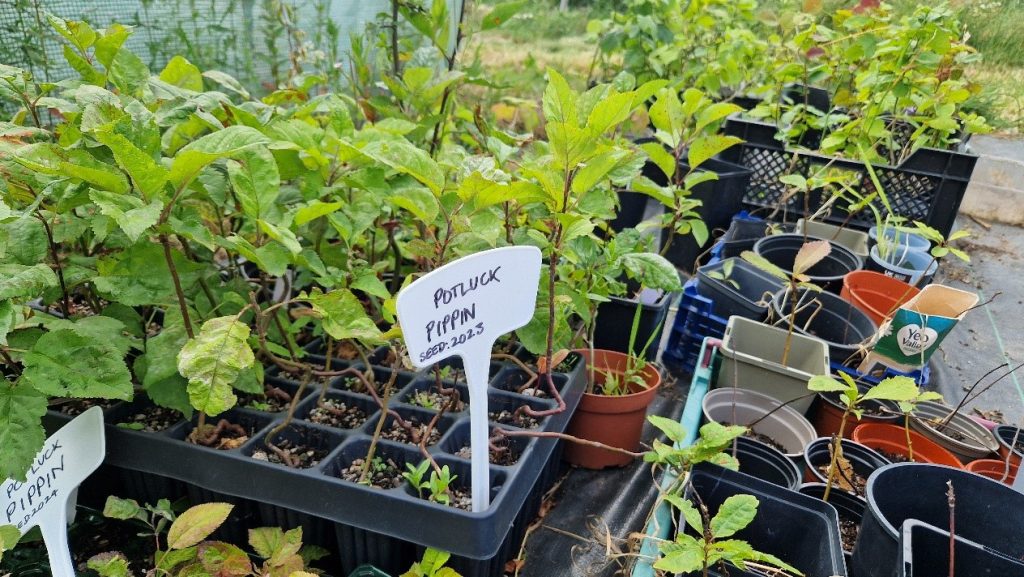 Fruit tree seedlings in plastic trays