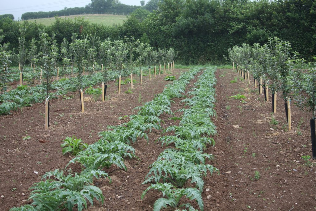 A market garden with two rows of artichokes flanked by two rows of small apple trees.
