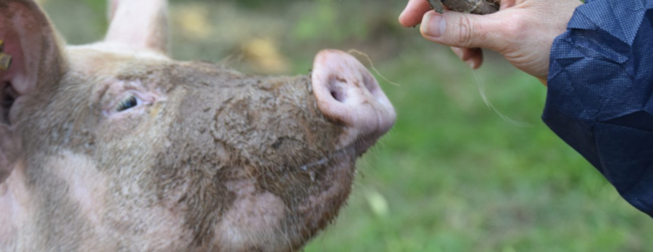 Pig with Stick
