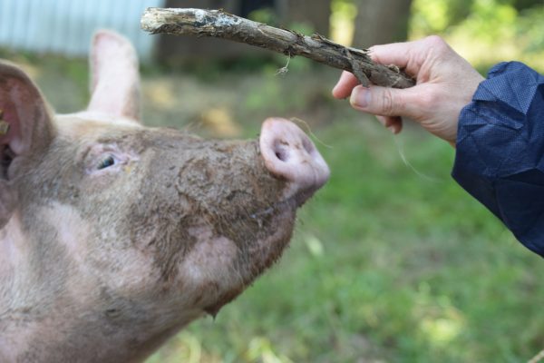 Pig with Stick