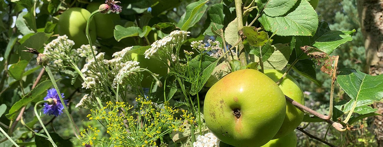 Fruit_biodiversity