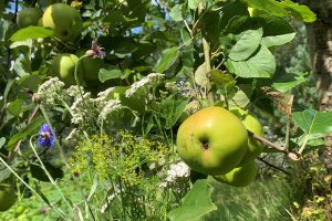 Fruit_biodiversity Fruit_biodiversity