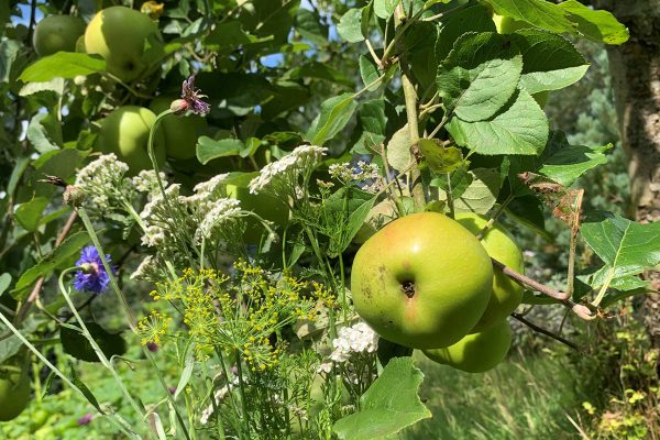 Fruit_biodiversity