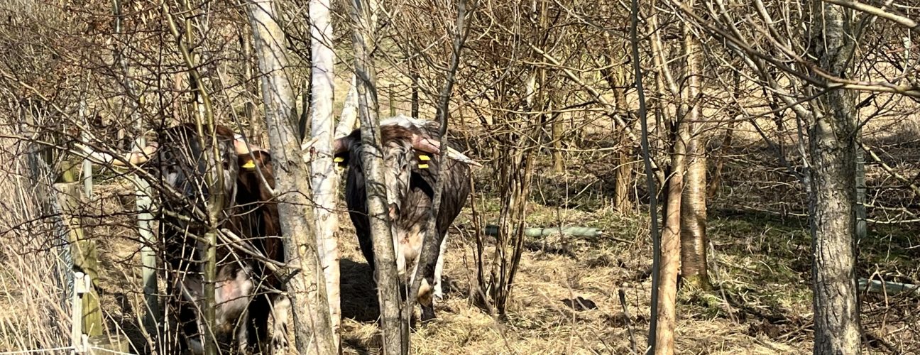 Longhorns in woodland
