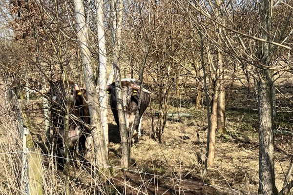 Longhorns in woodland