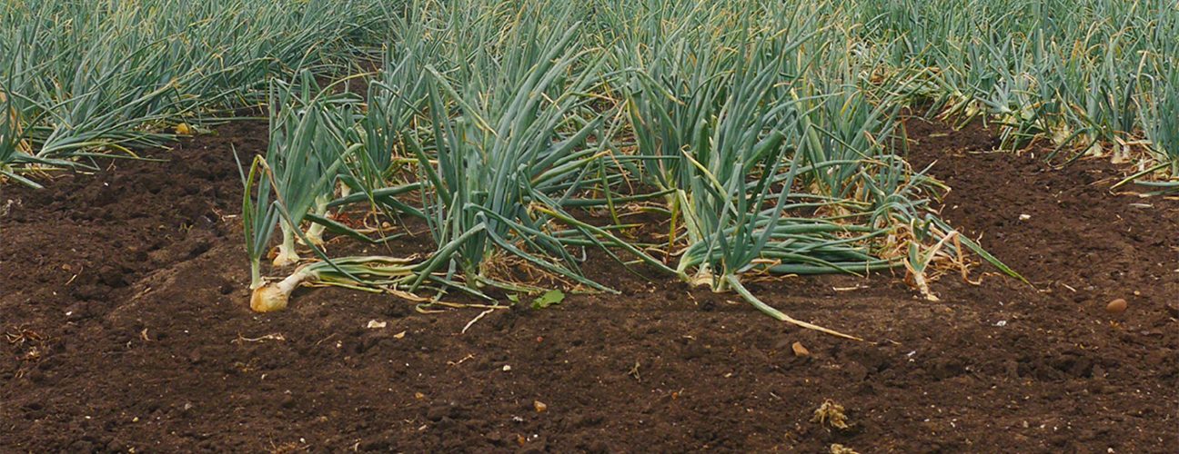 Onions growing on peat soil. Photo: Fenland Soil