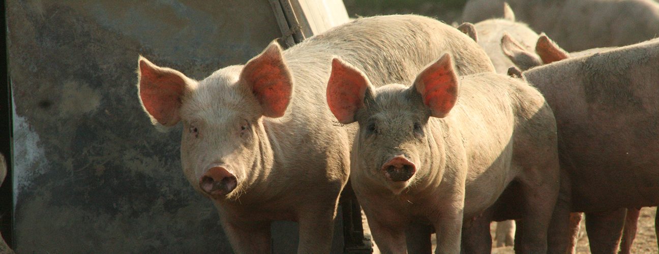 Pigs_Eastbrook
