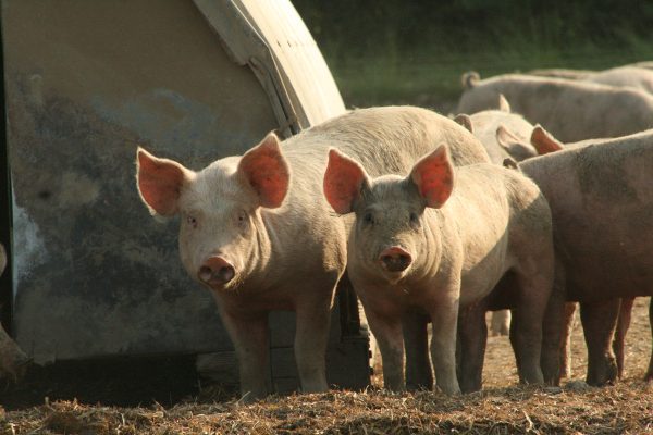 Pigs_Eastbrook