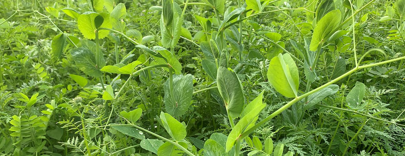 Diverse cover crop with peas, vetch, phacelia and more
