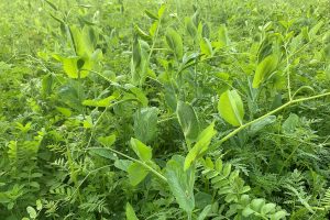 Diverse cover crop with peas, vetch, phacelia and more Diverse cover crop with peas, vetch, phacelia and more